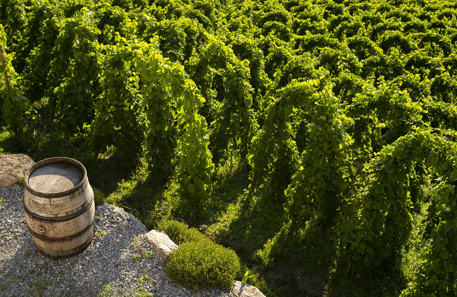 Domaine Graeme et Julie Bott