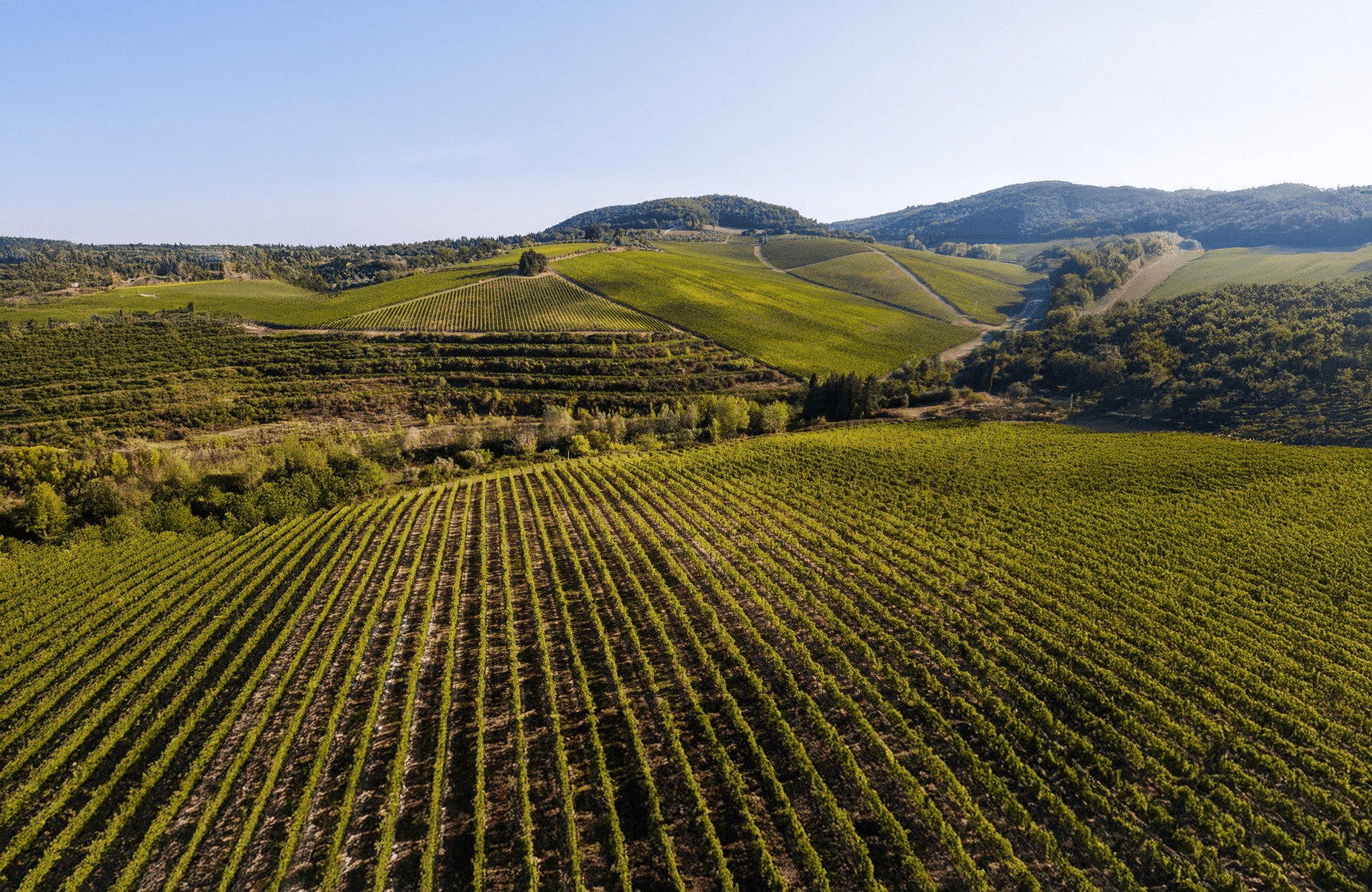 de geschiedenis van Antinori - Italië