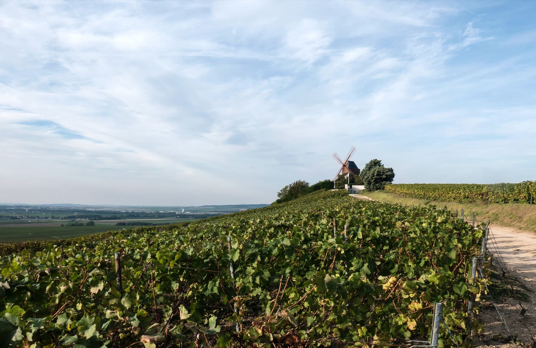 Wijnen Champagne Marie Courtin