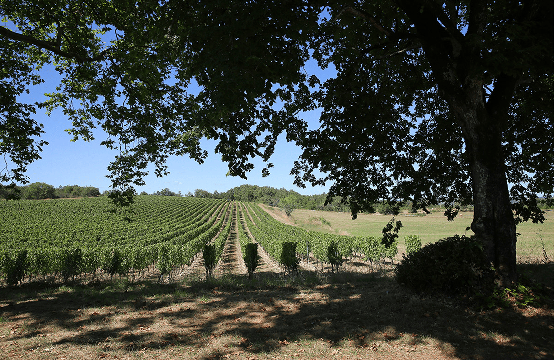 Wijnen Château Combel-la-Serre