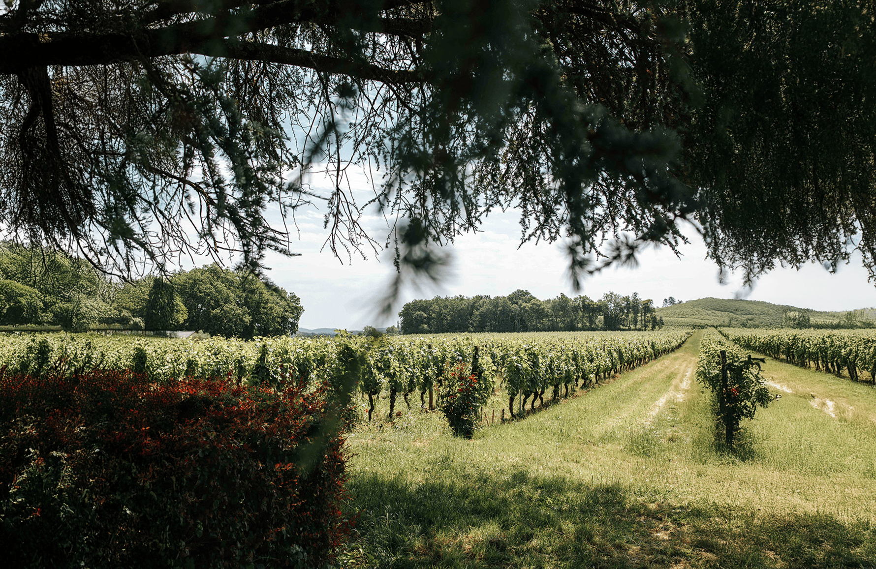 de geschiedenis van Clos Triguedina