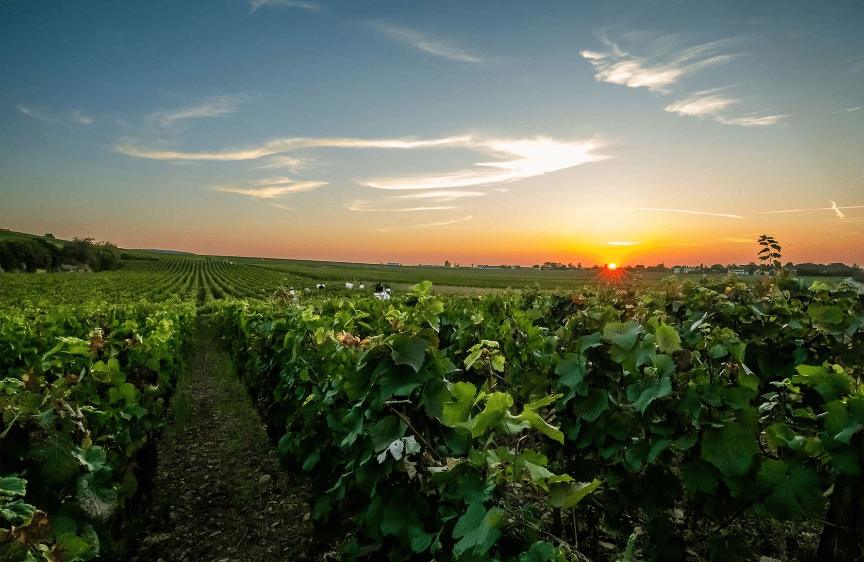 the story of Domaine Arnoux, vader en zoon