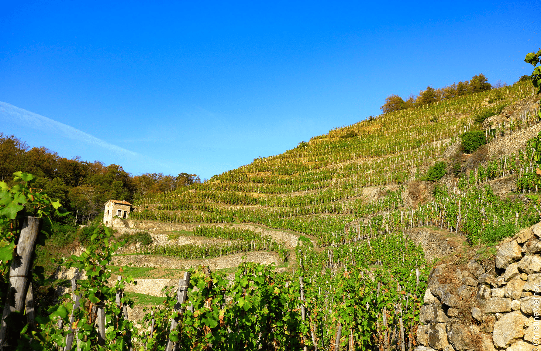 the story of Domaine Georges Vernay