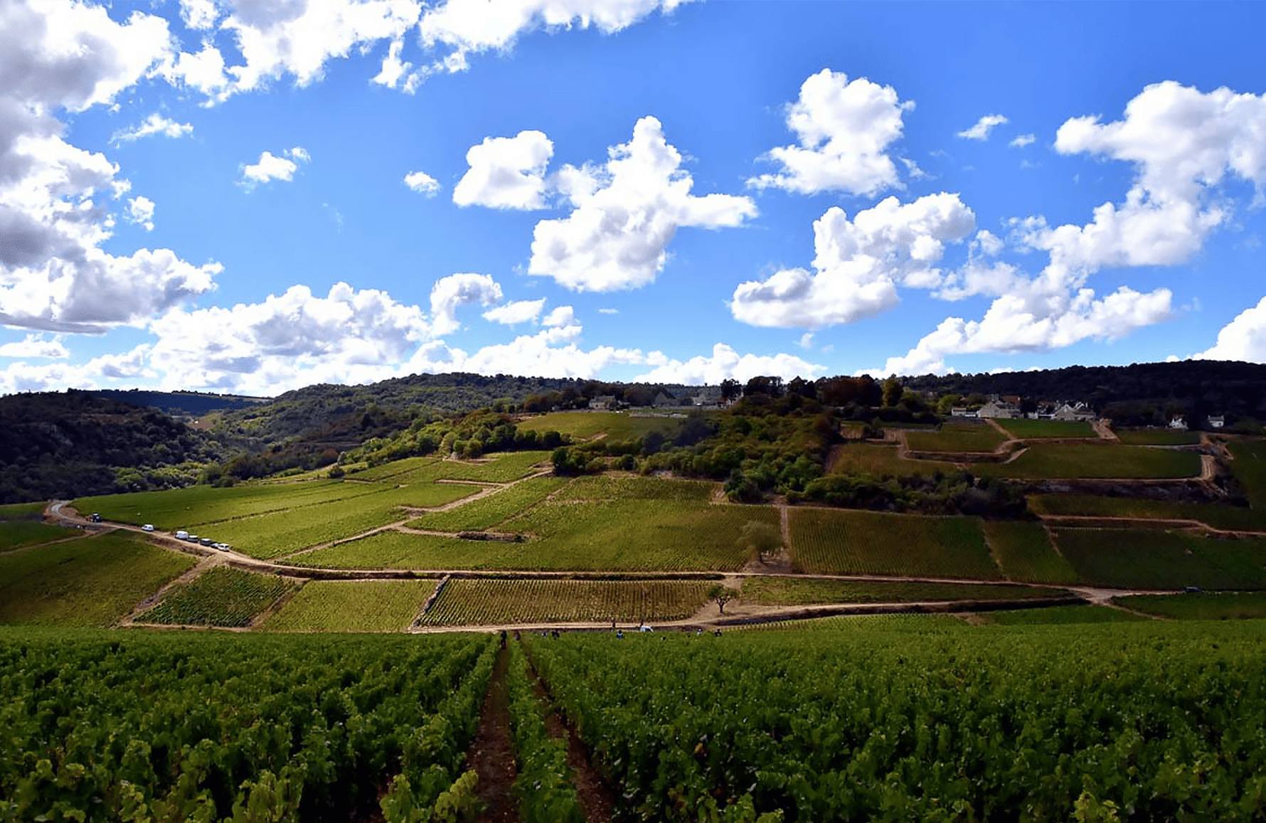 l’histoire du Domaine Henri & Gilles Buisson