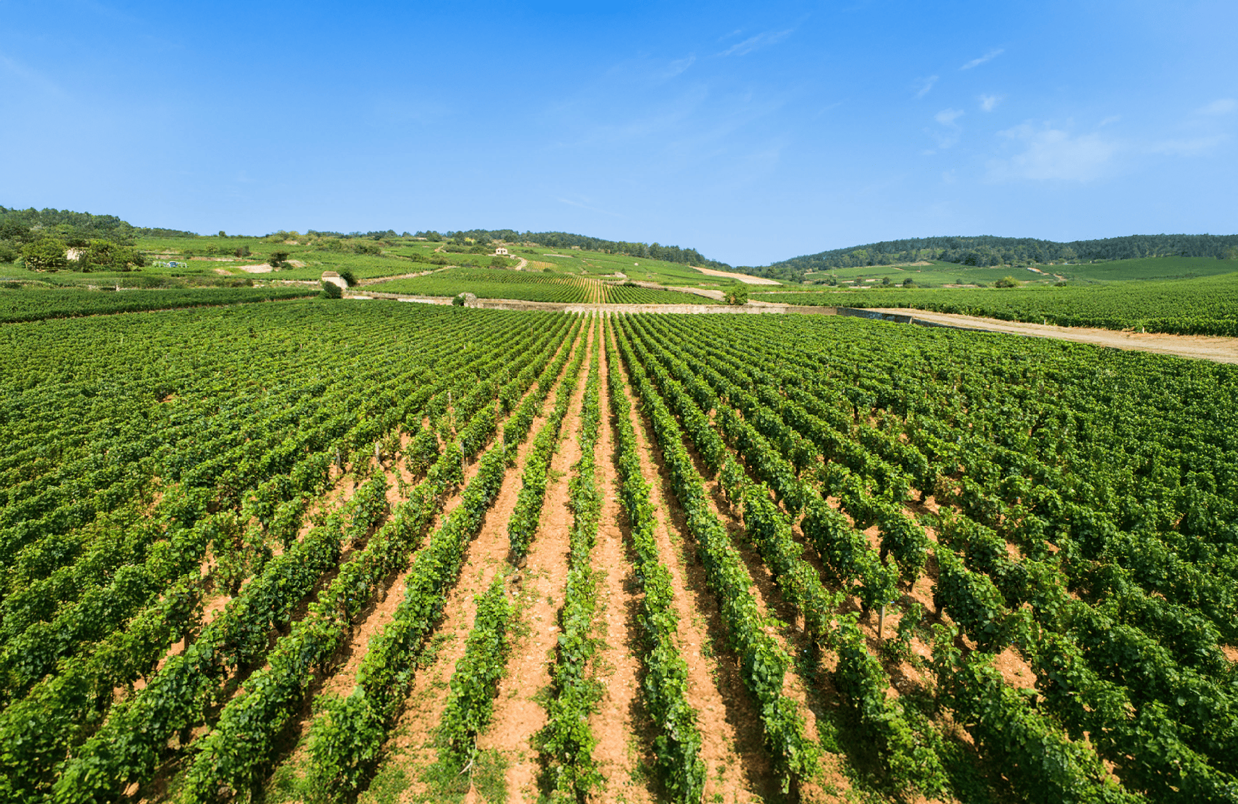 Wijnen Thuis Louis Jadot