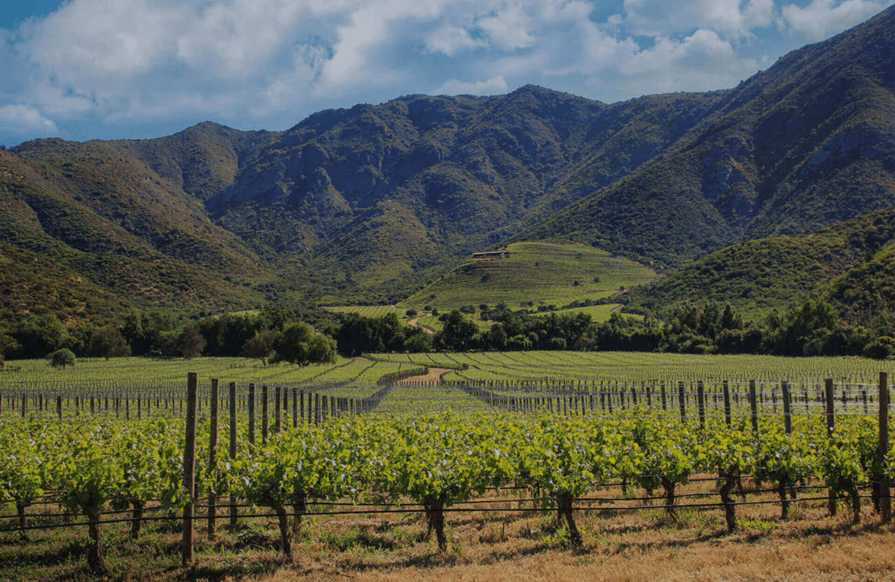 Wijnen Seña - Chili