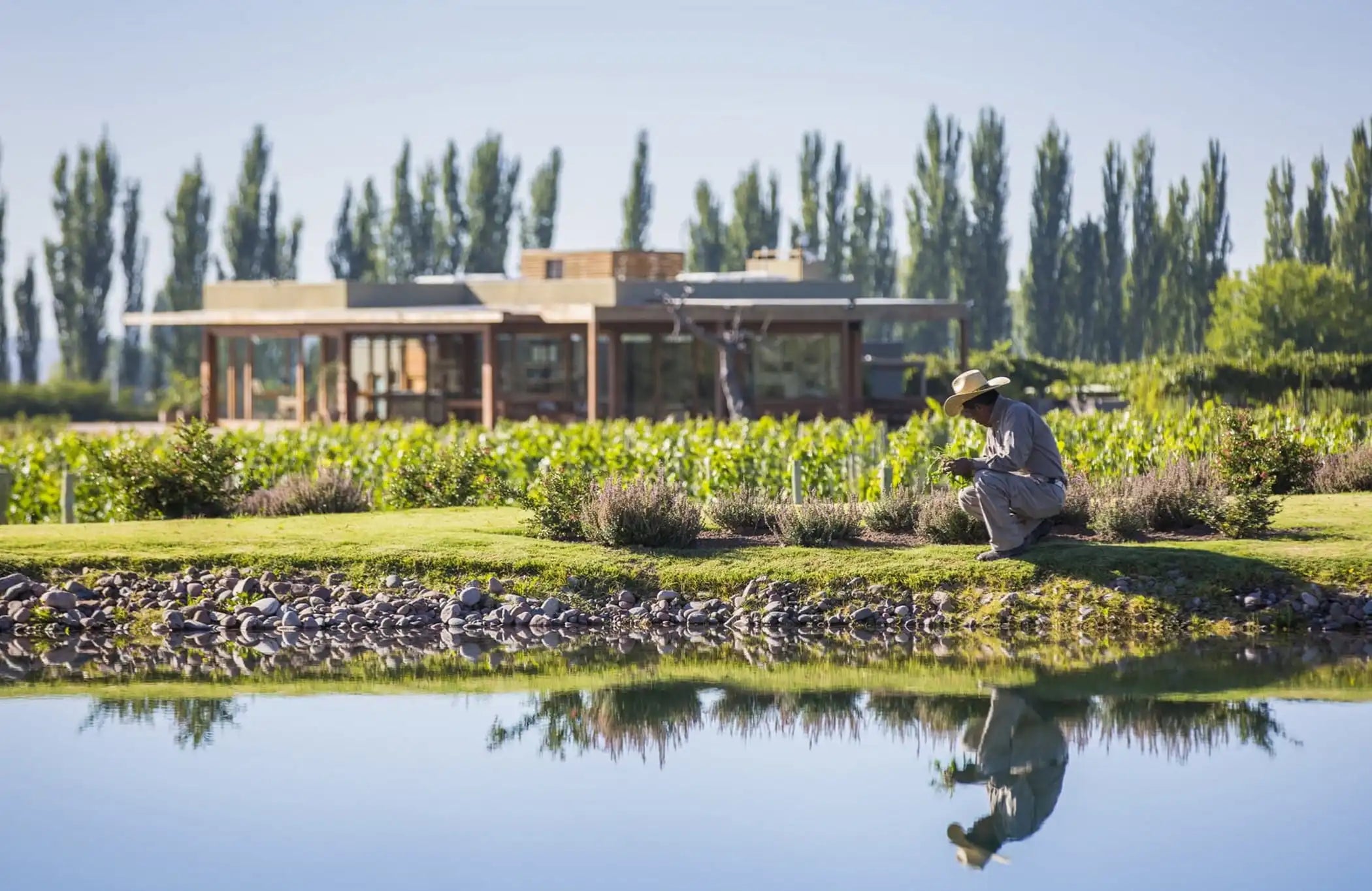 Cheval des Andes - Argentine