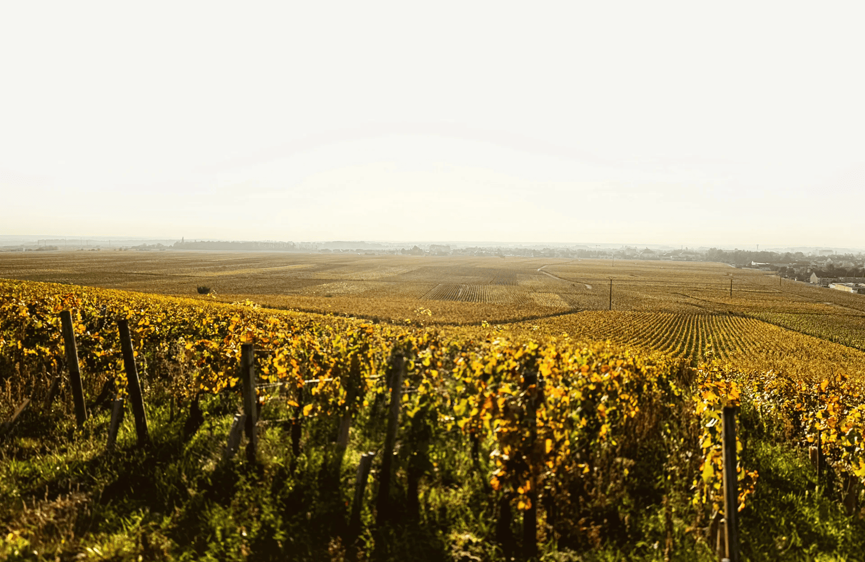 Domaine Chantal Lescure