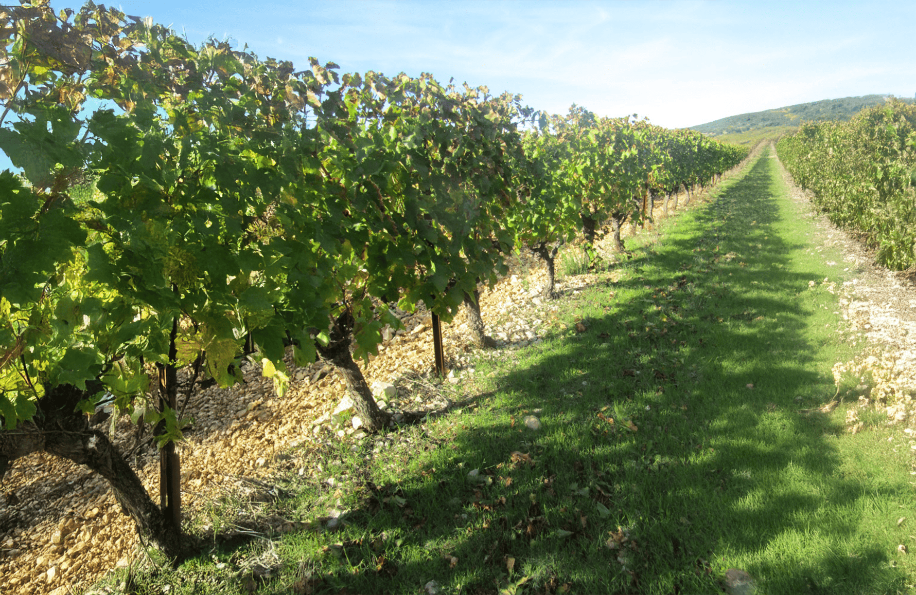 Domaine de Montcalmès