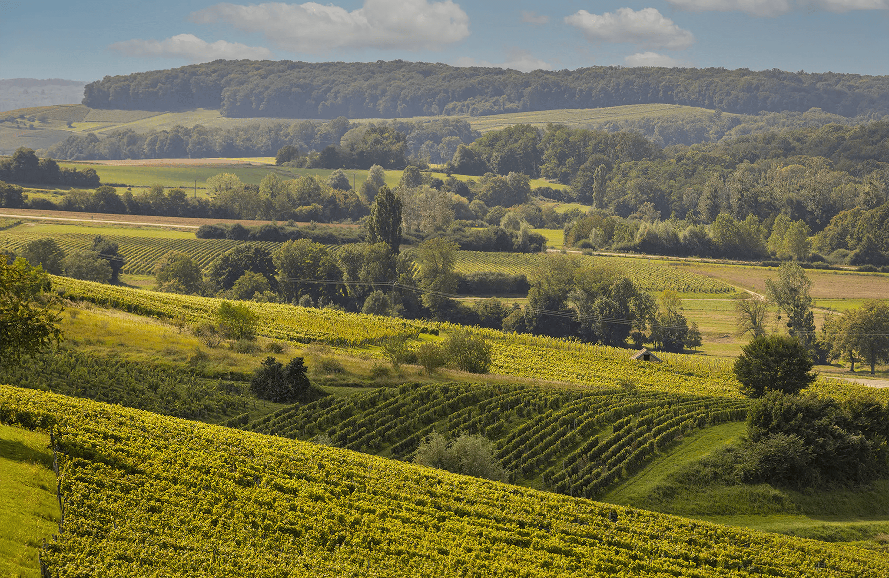 Domaine Rolet