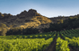 Hertensprong - Napa Valley