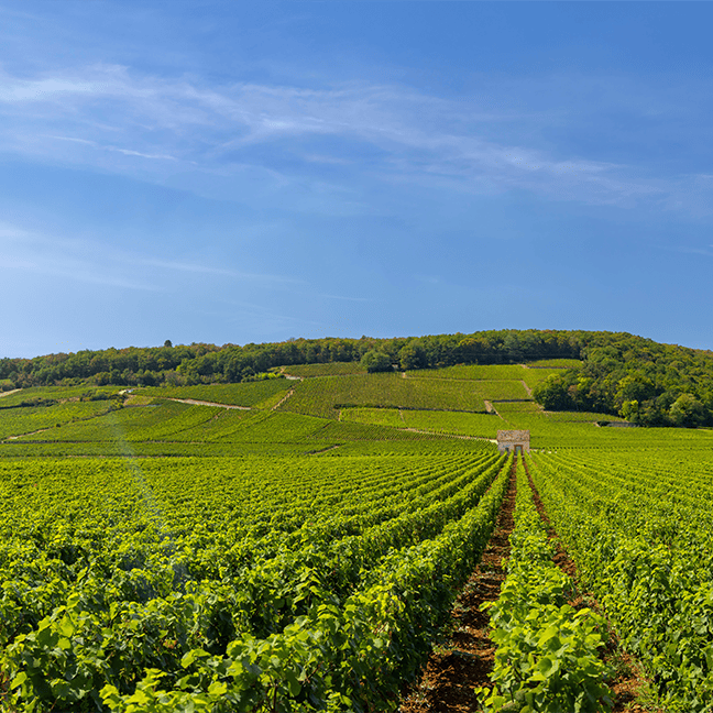 CLOS VOUGEOT GRAND CRU