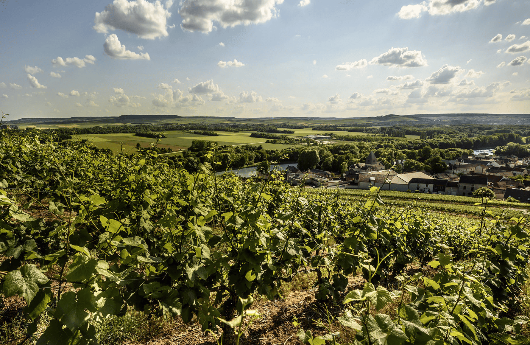 Vins Champagne Billecart Salmon