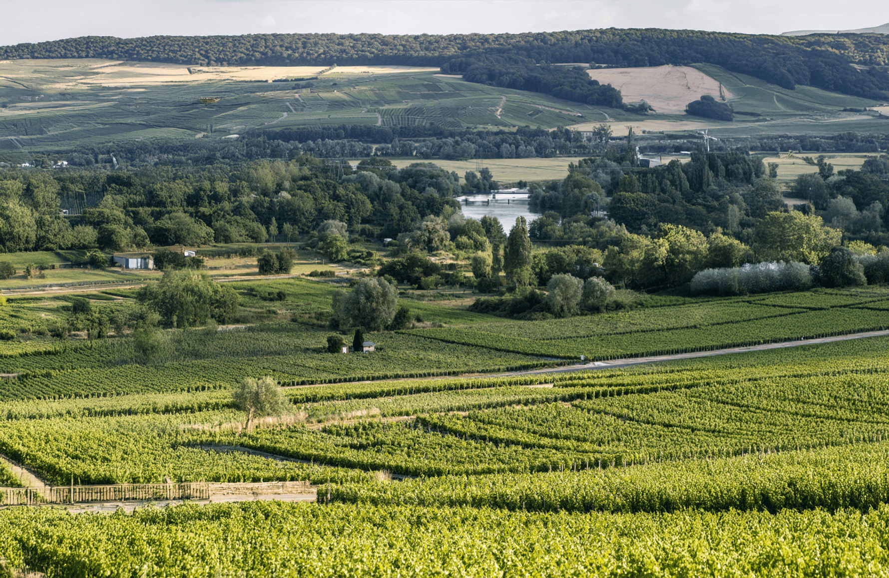 Wijnen Champagne Bruno Paillard