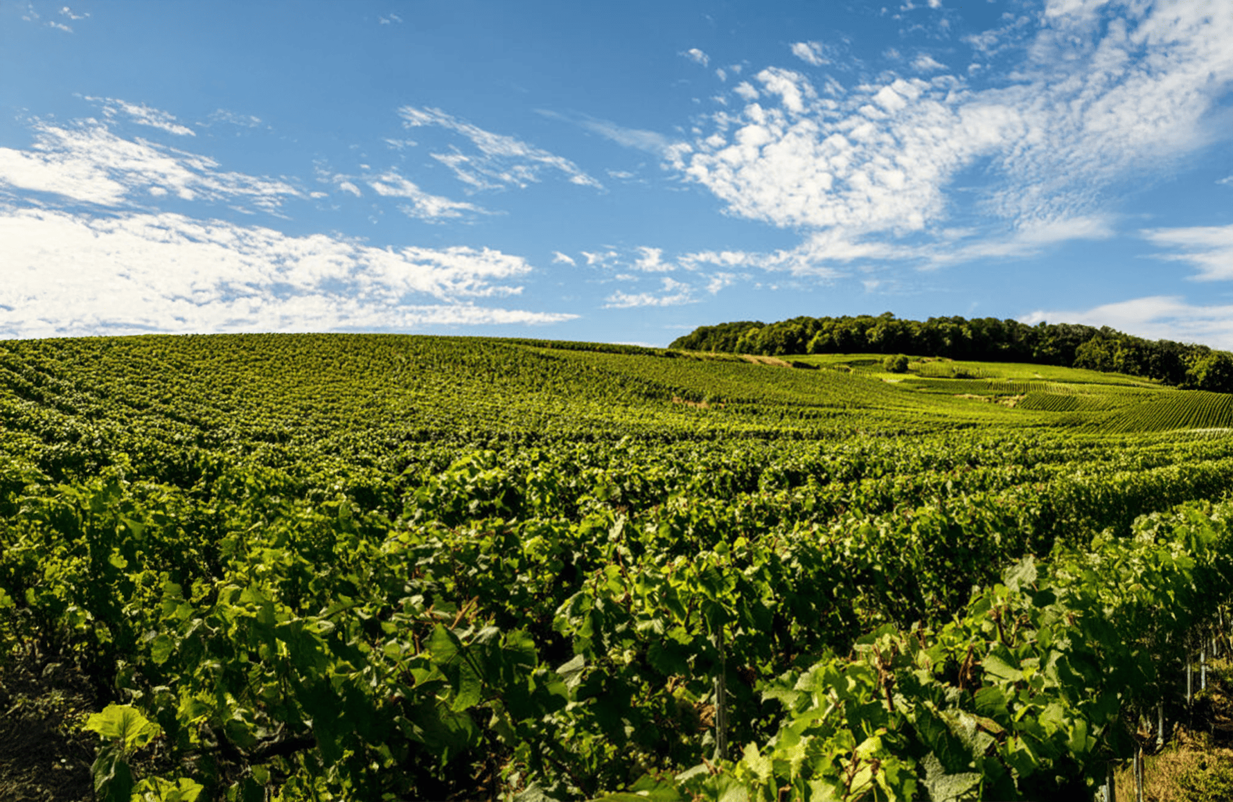 l’histoire du Champagne Laurent-Perrier