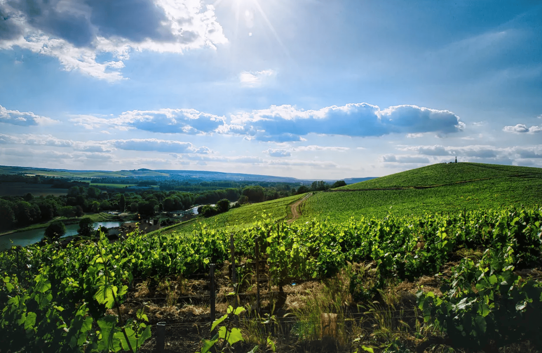 Wijnen Champagne Philipponnat