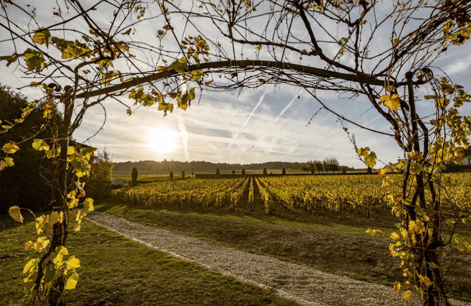 l’histoire du Champagne Salon