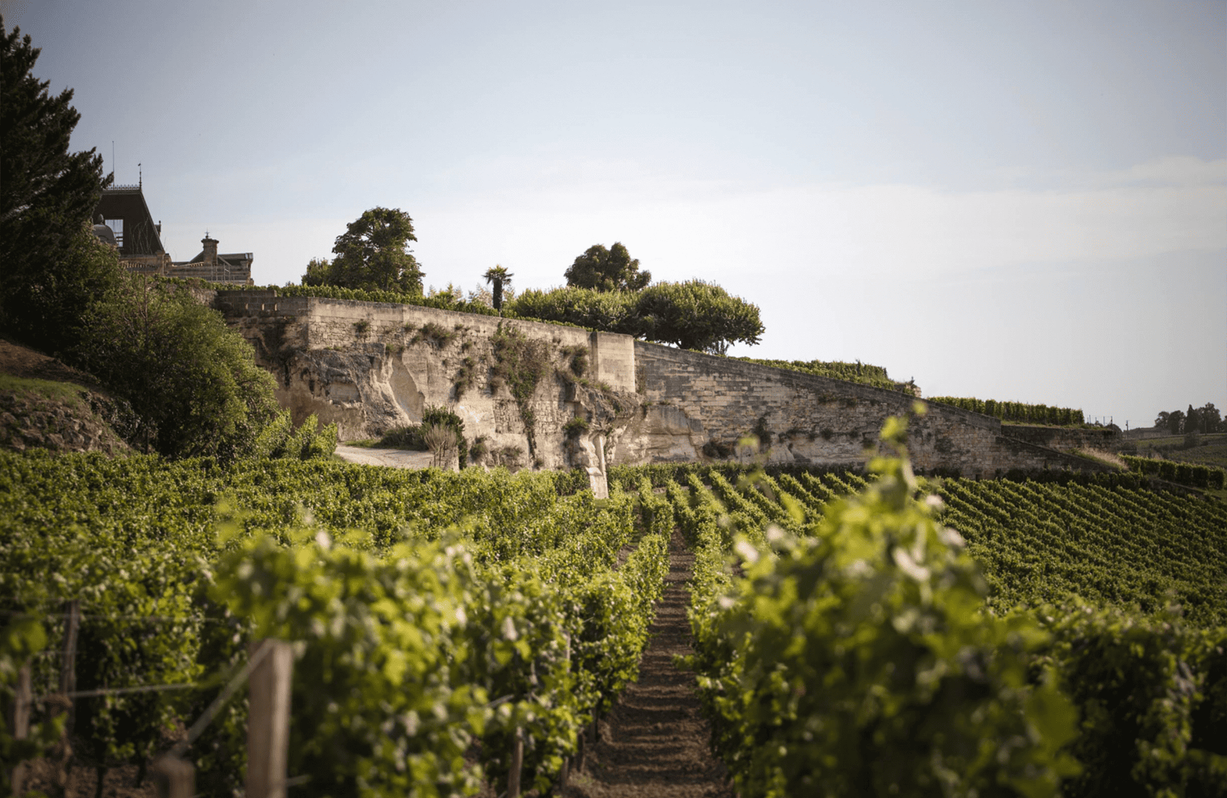 Wijnen Château Ausonius