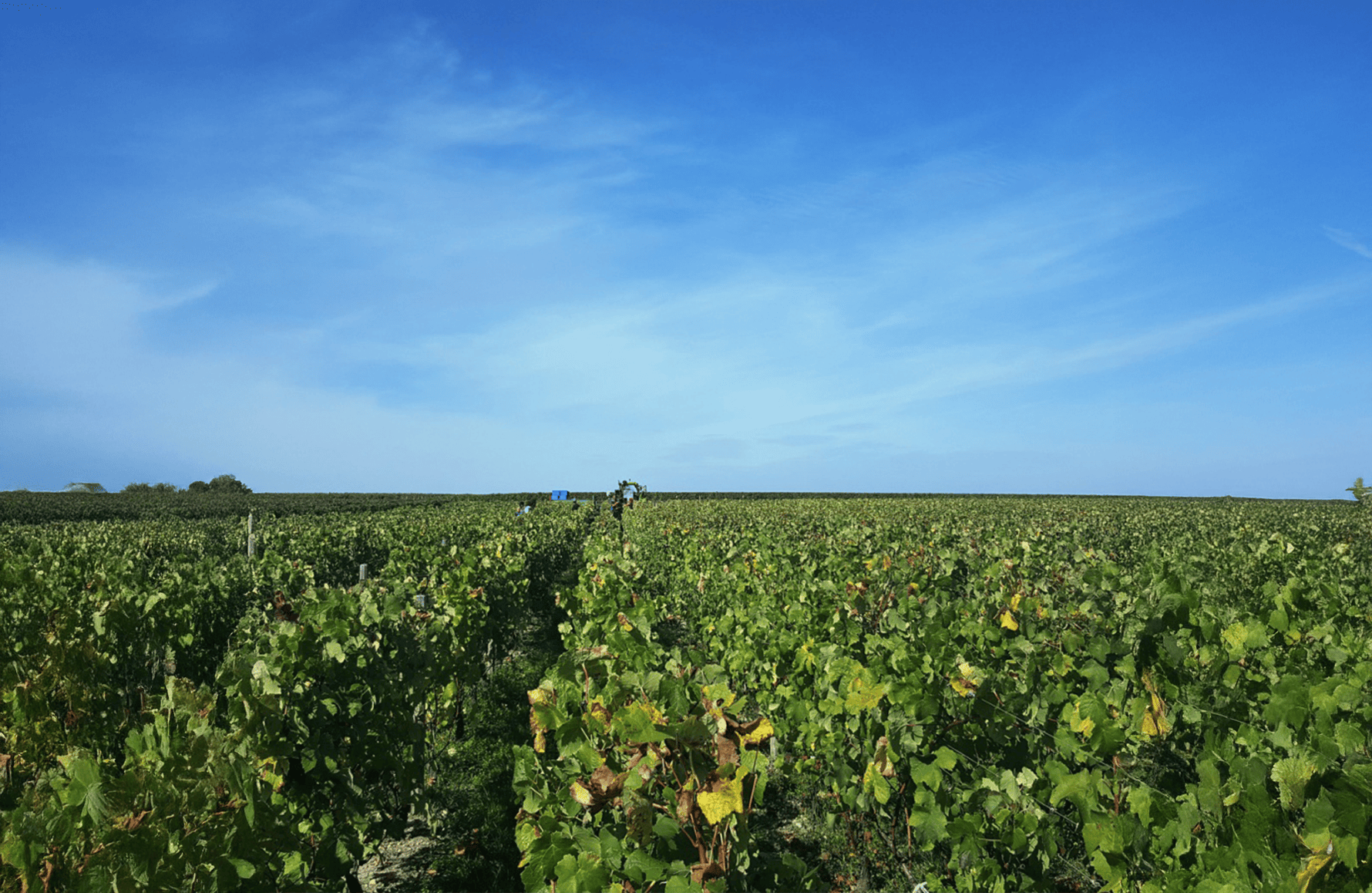 the story of Boyd-Cantenac Castle