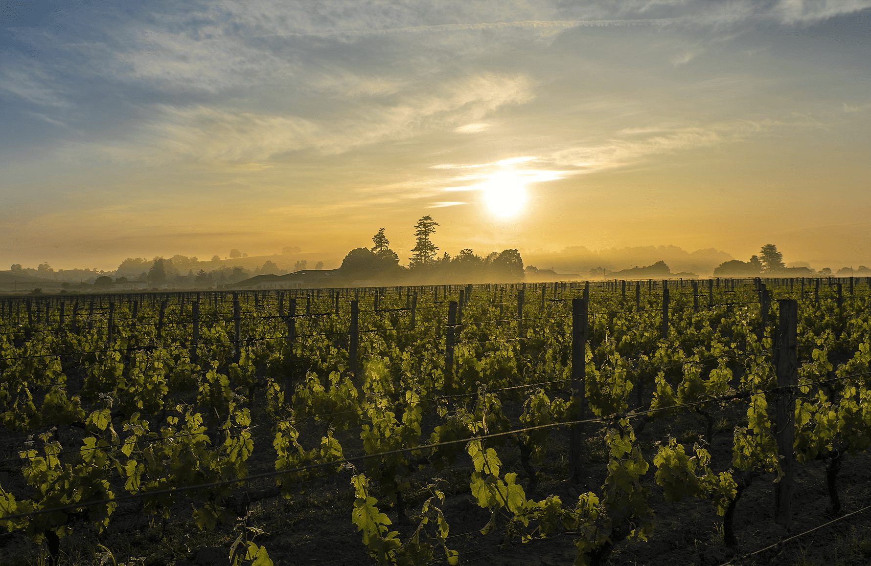 Wijnen Château Canon La Gaffelière