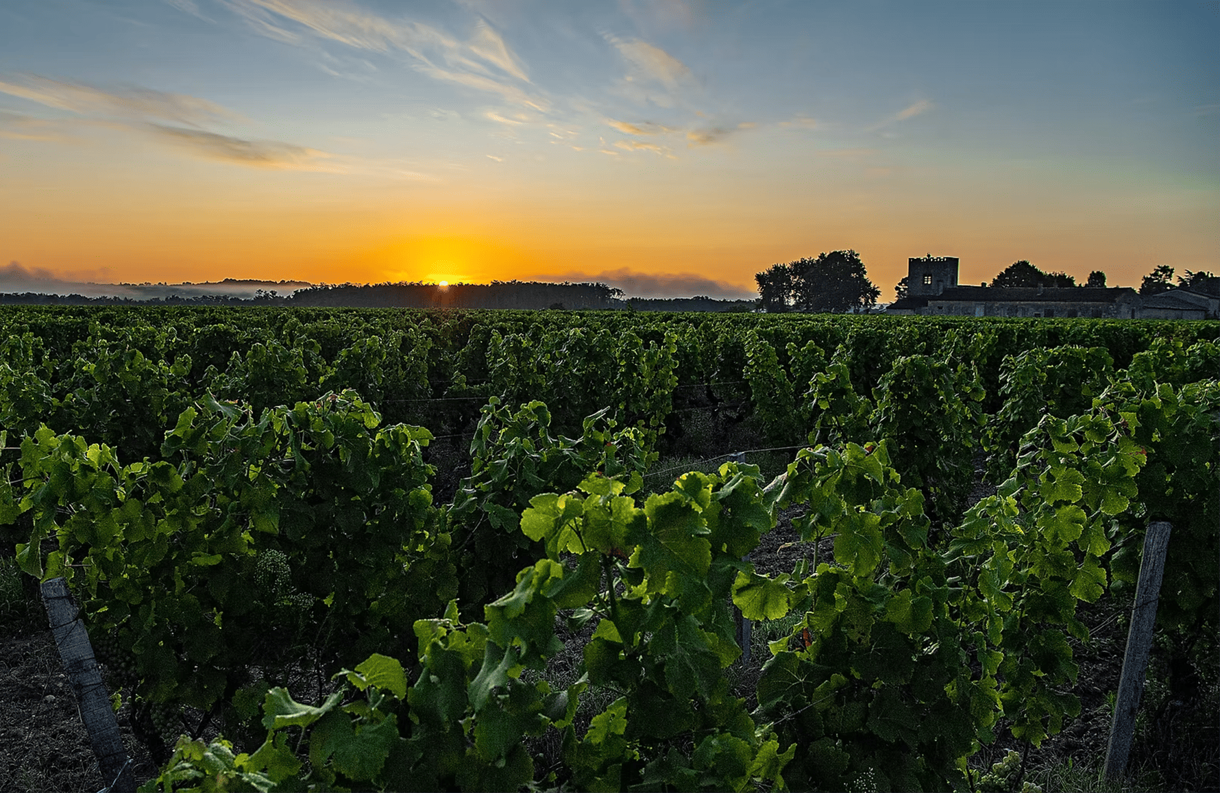 Wijnen Château van Chantegrive