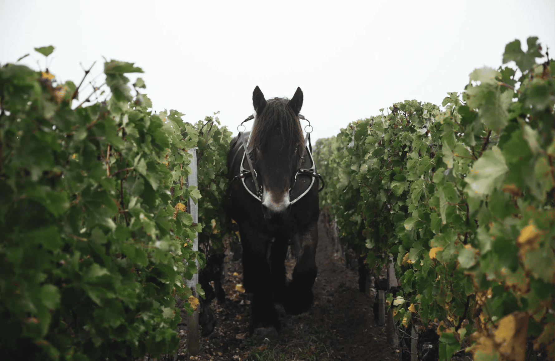 Wijnen Château Clinet