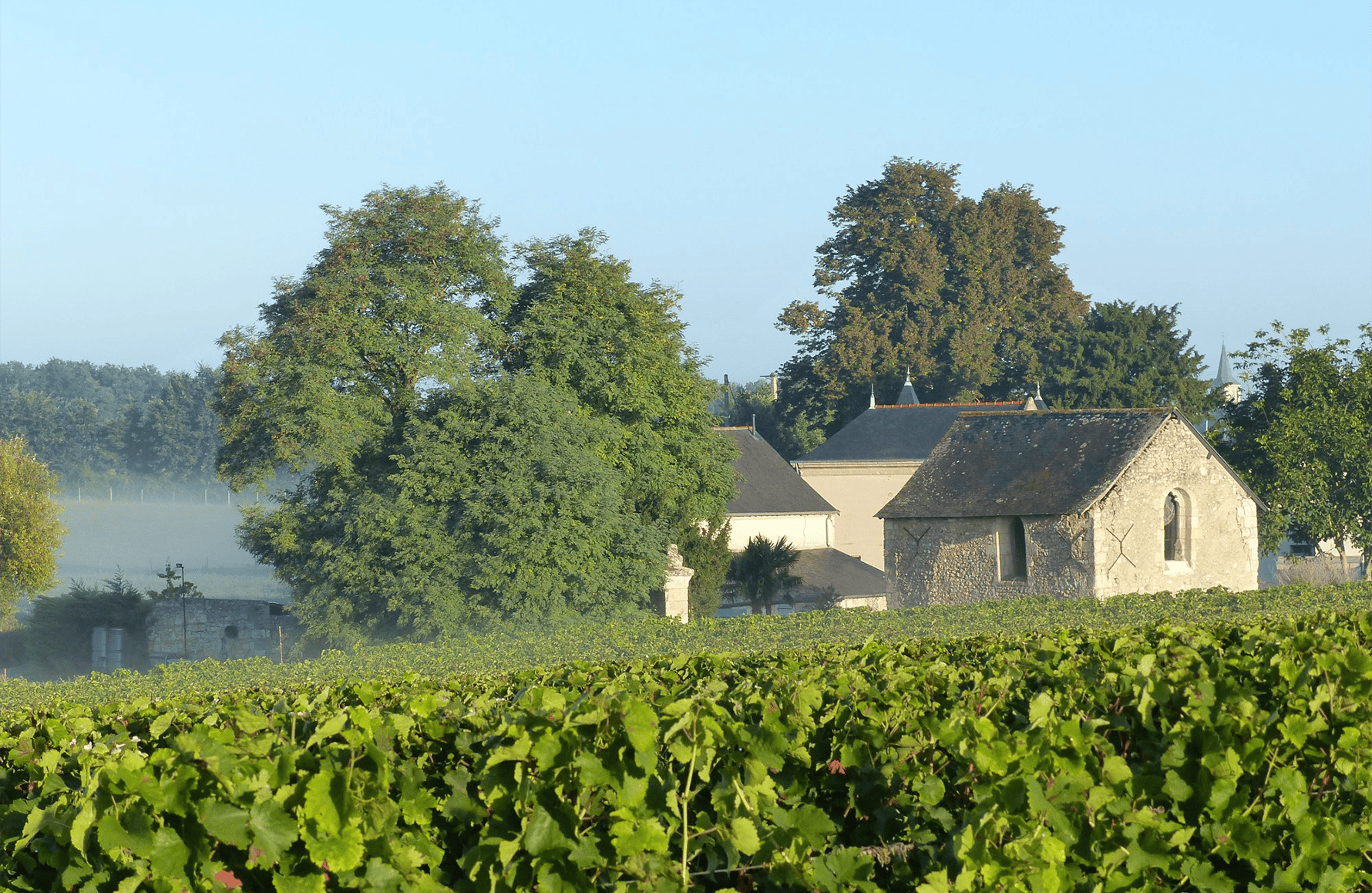 Wijnen Château de Fosse-Sèche