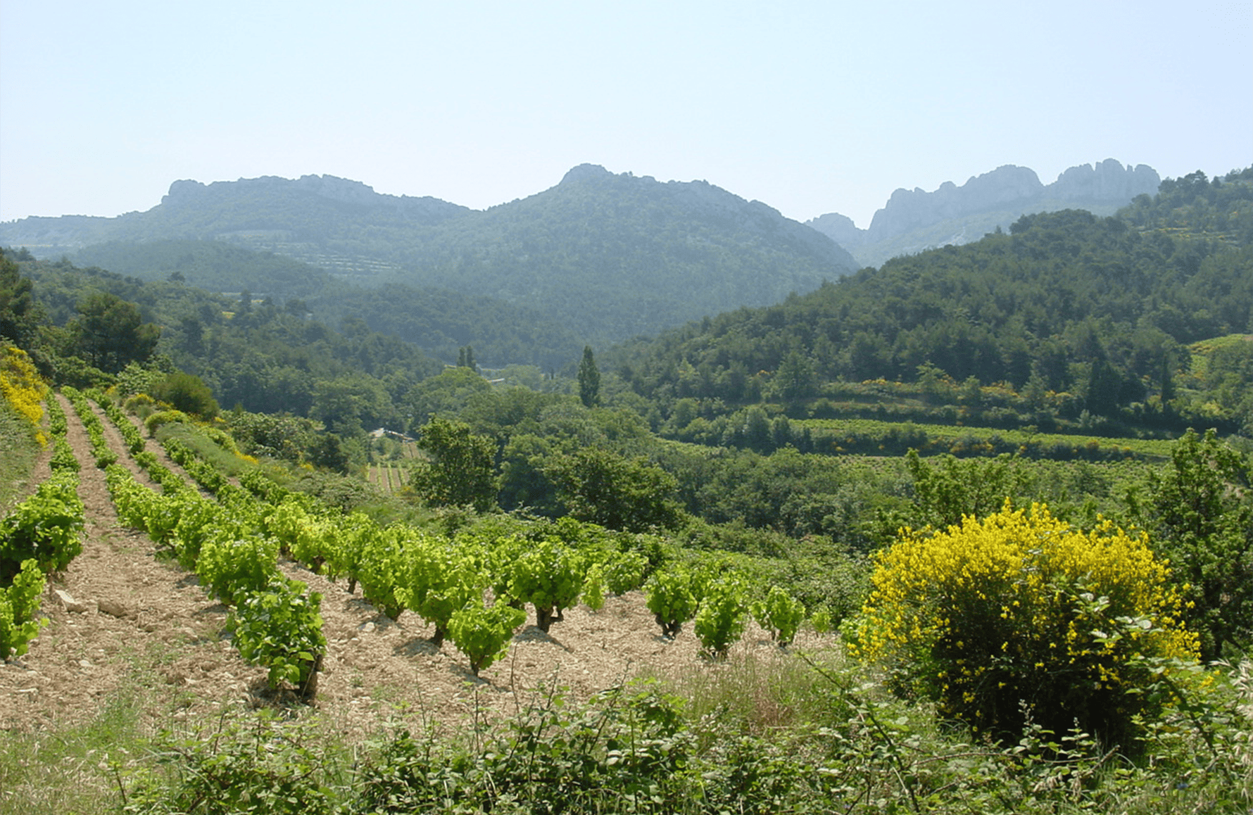 Wijnen Château de Saint Cosme