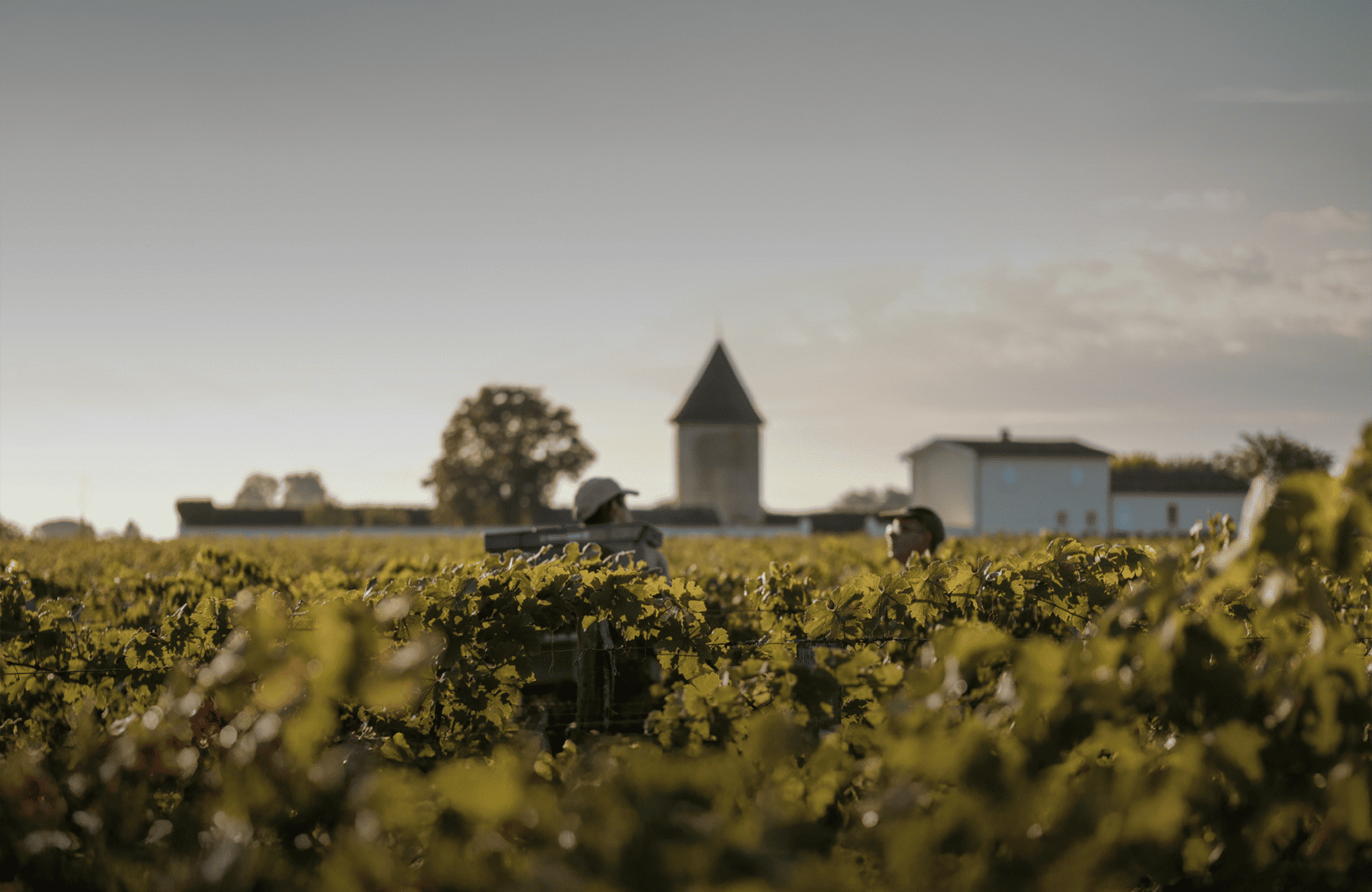 Wijnen Château De lagune