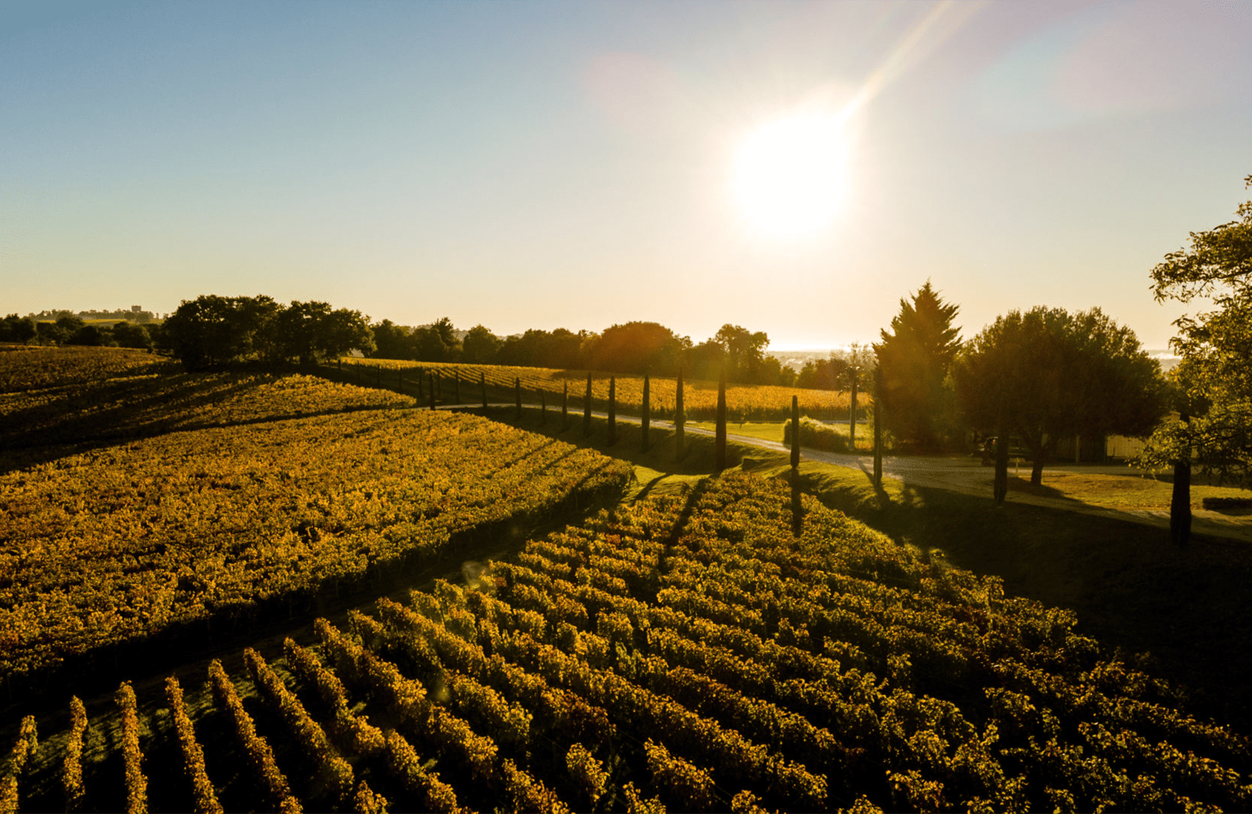 Wijnen Château Quintus