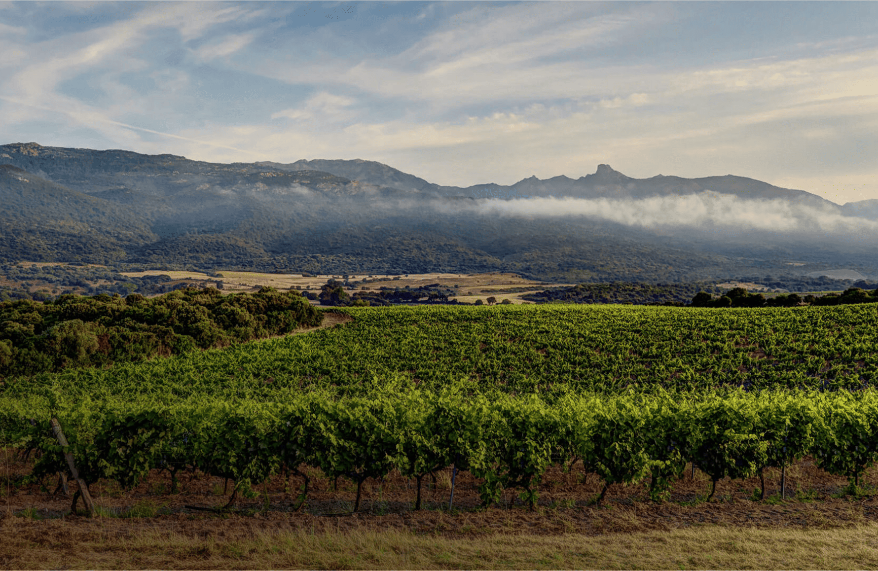 Wijnen Clos Canarelli