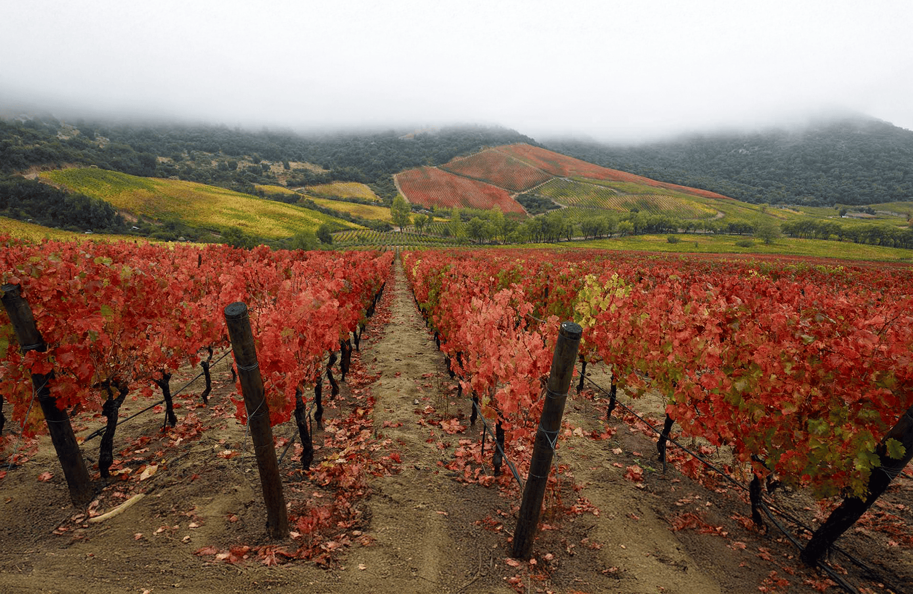 Vins Lapostolle - Chili