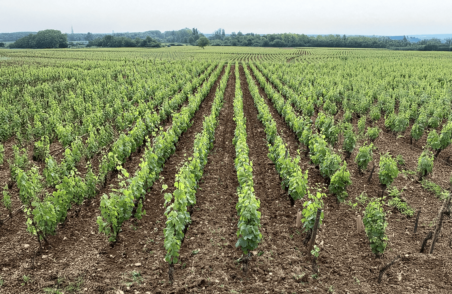 de geschiedenis van Alain Gras