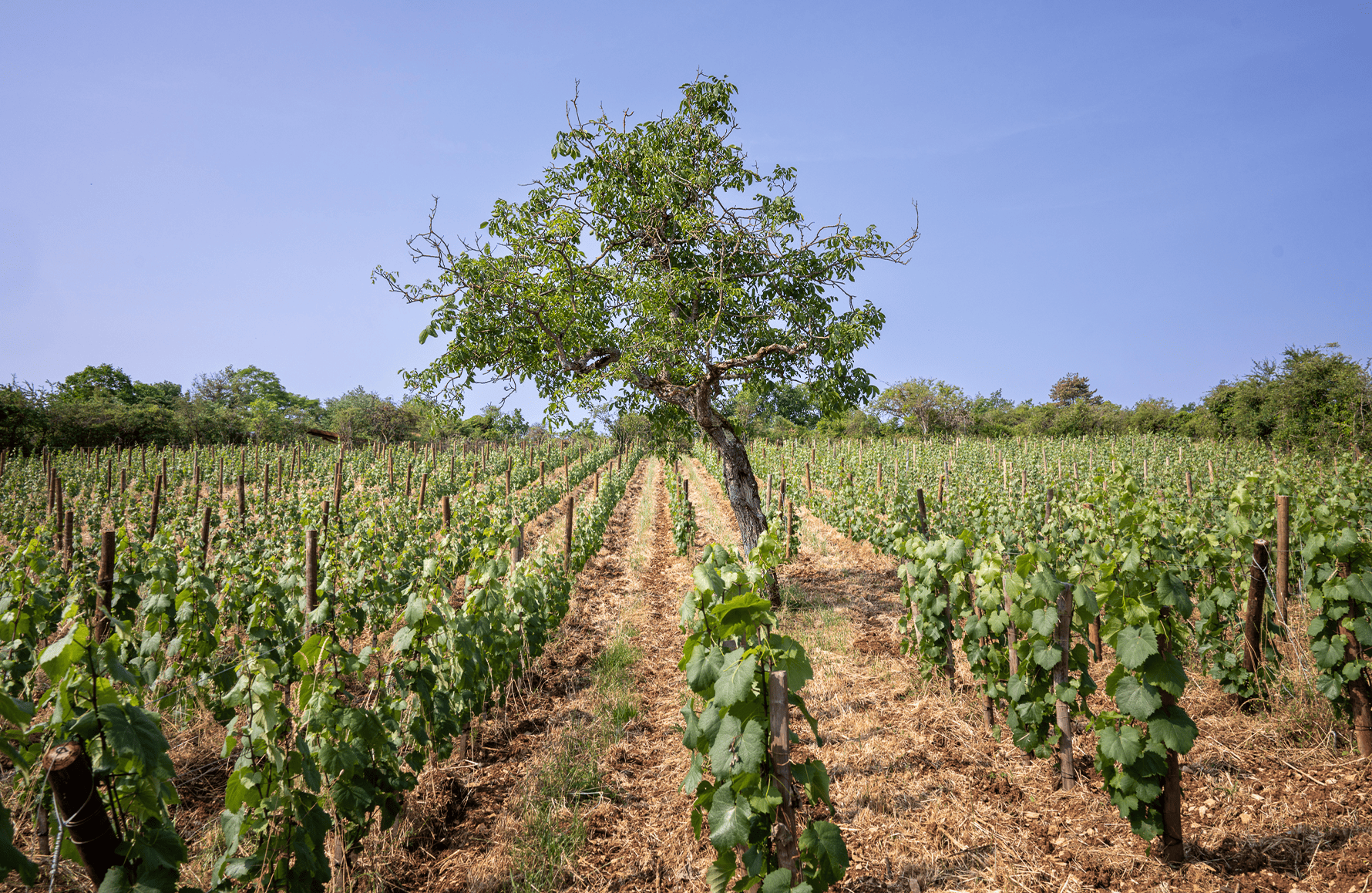 de geschiedenis van Domaine Boris Champy
