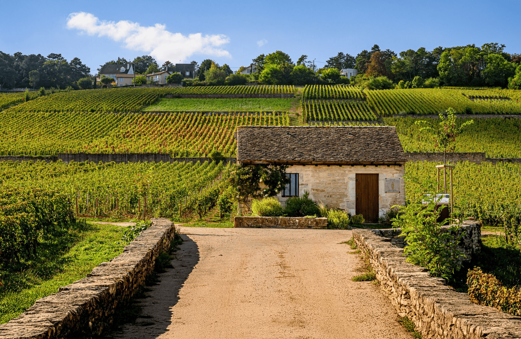 Wijnen Domaine Bouchard, vader en zoon