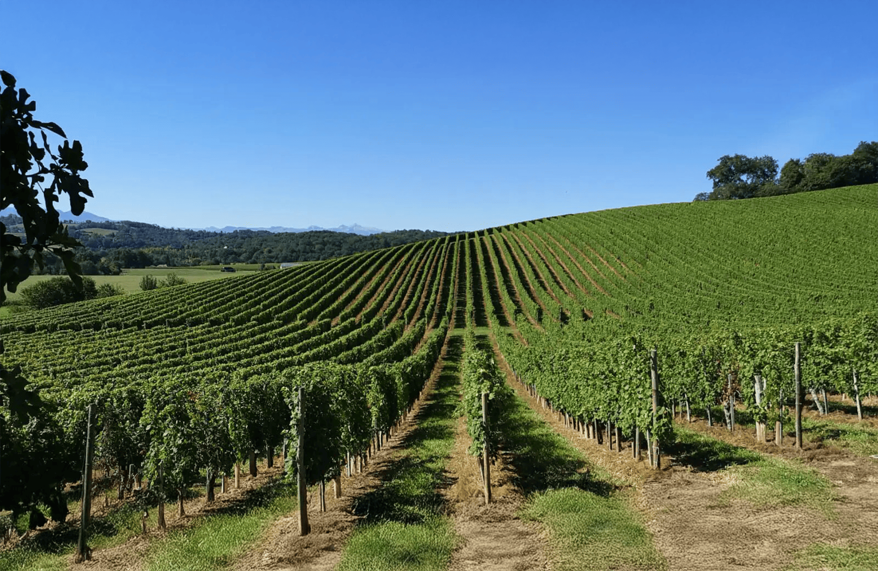 de geschiedenis van Domaine Cauhapé