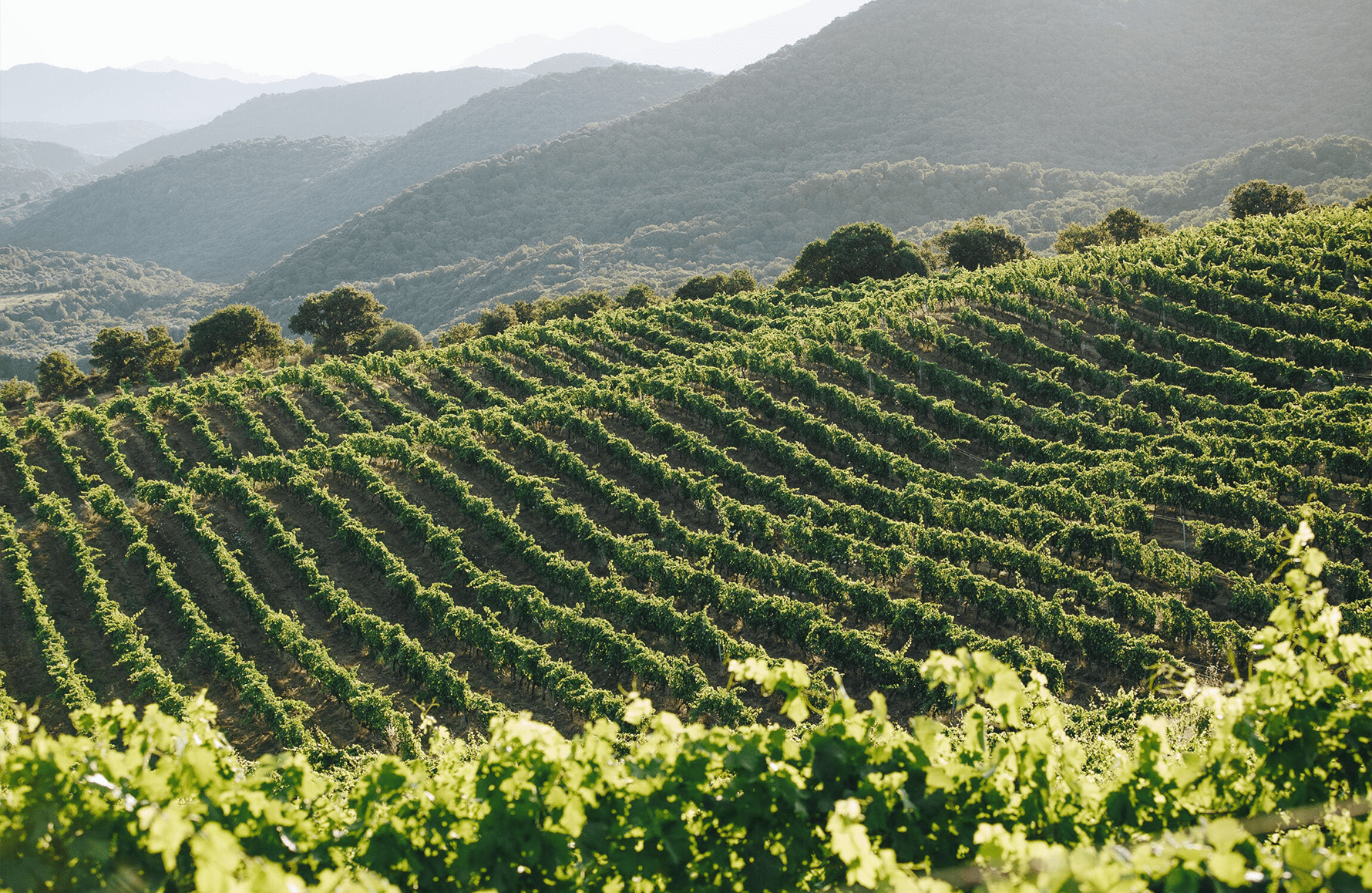 Wijnen Domaine Graaf Abbatucci