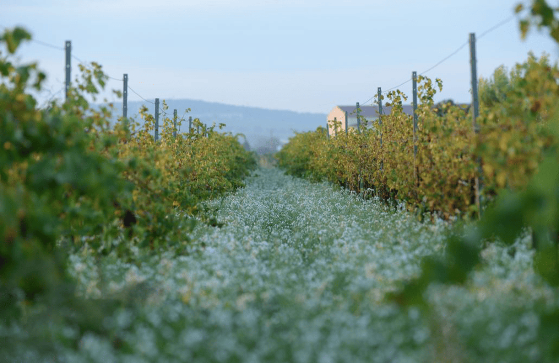 Wijnen Domaine van de Janasse