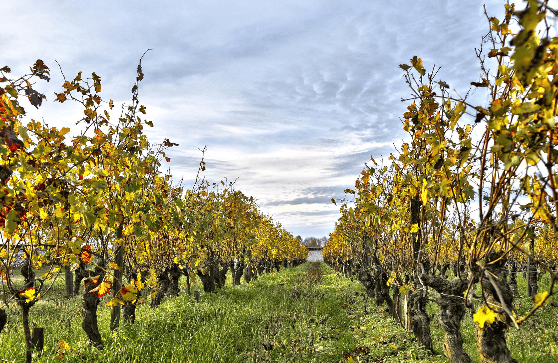 de geschiedenis van Domaine Fabrice Gasnier