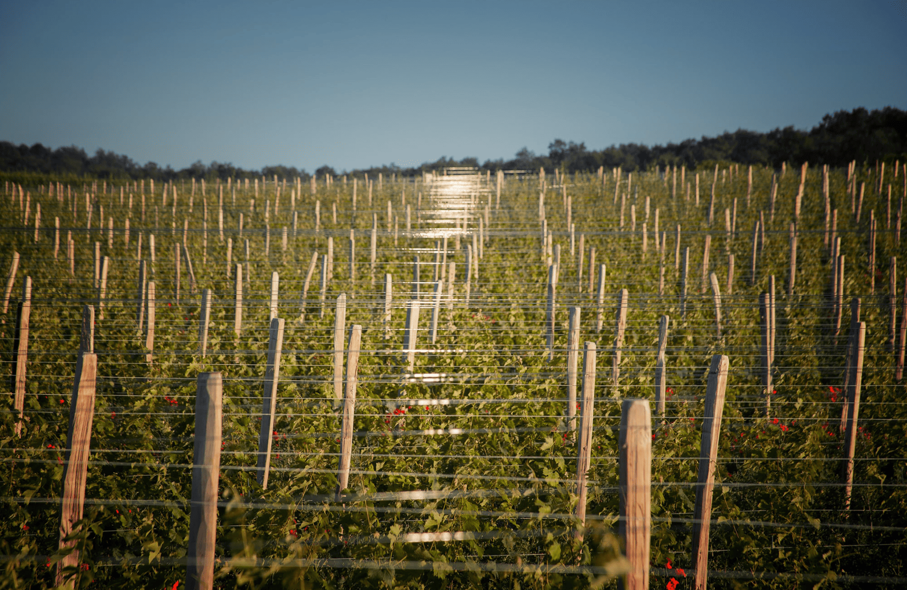 de geschiedenis van Domaine Grosbois