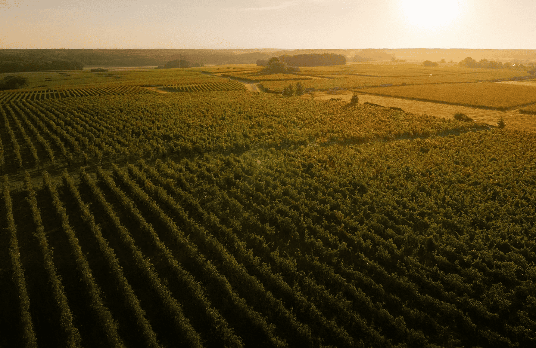 the story of Guiberteau Estate