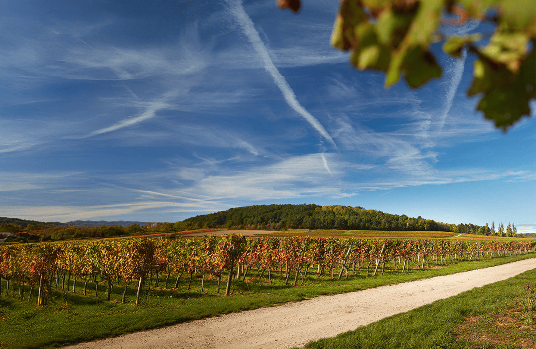 de geschiedenis van Domaine Hoffmann-Jayer