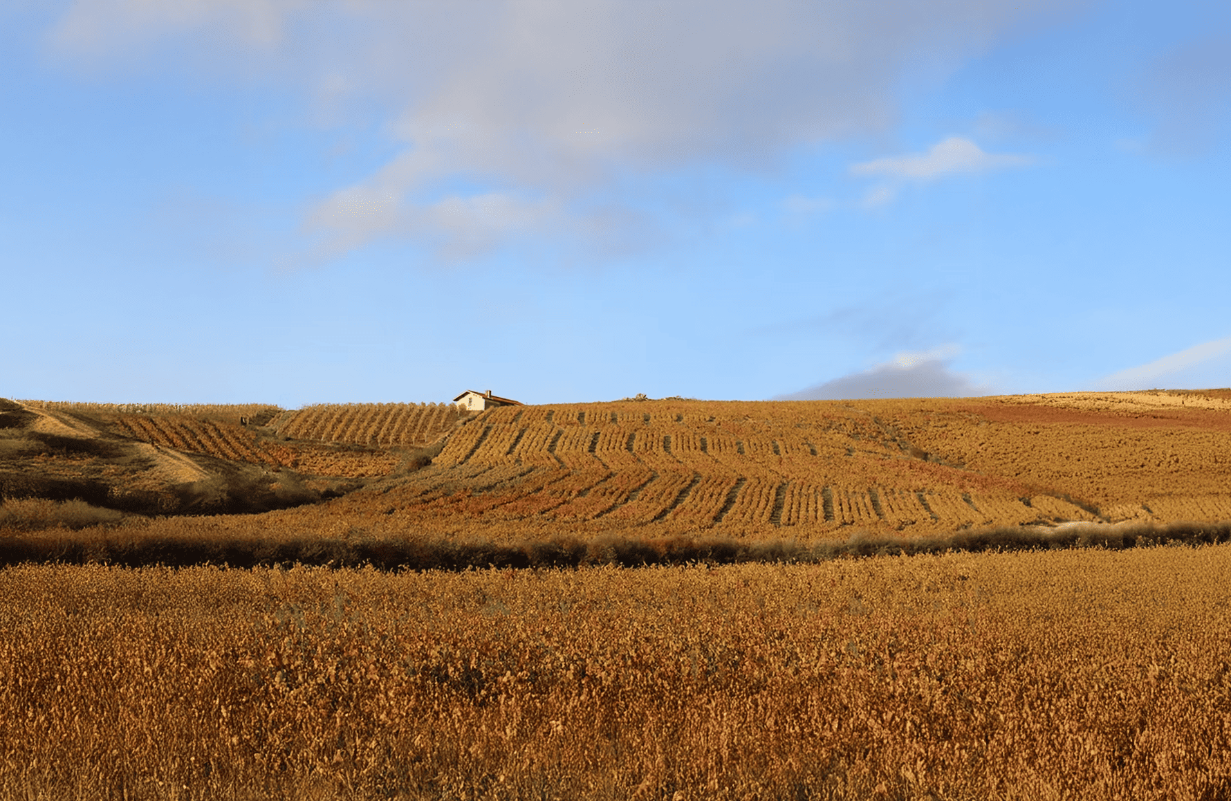 Wijnen Domaine Hoppenot