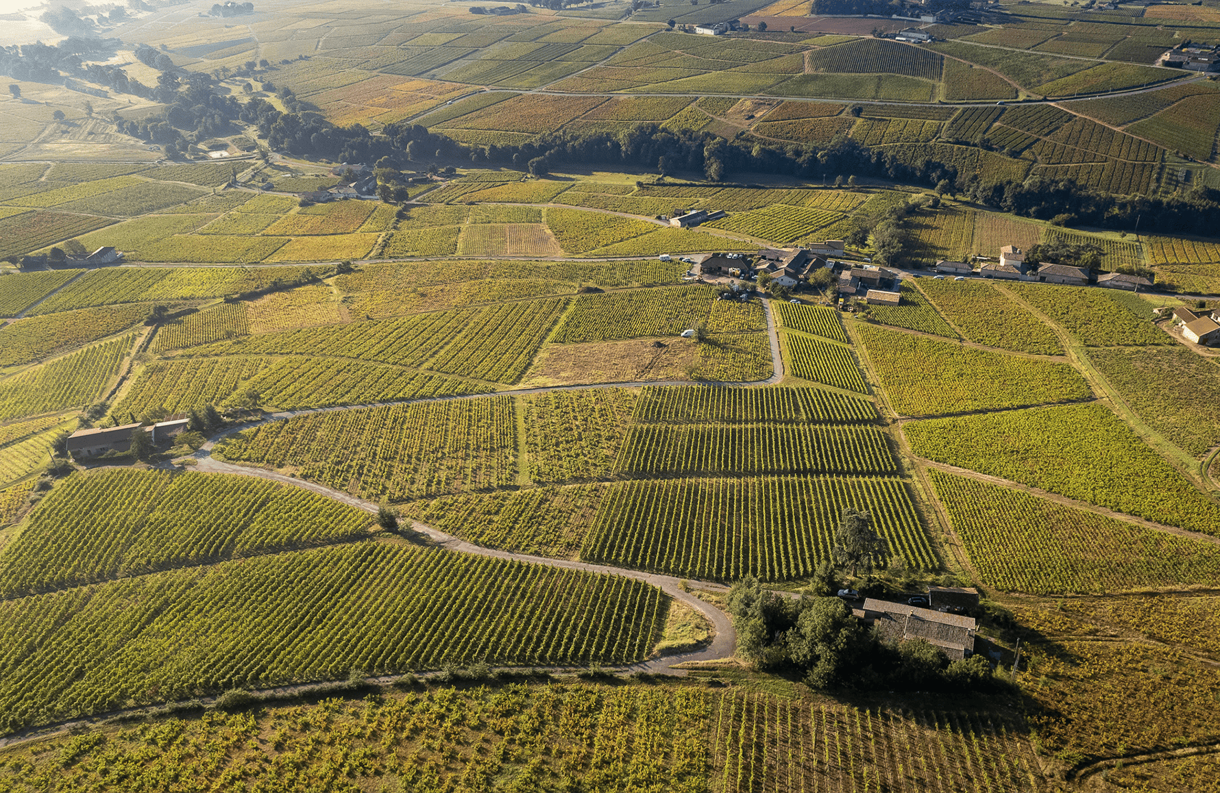 the story of Pierre Cotton Estate