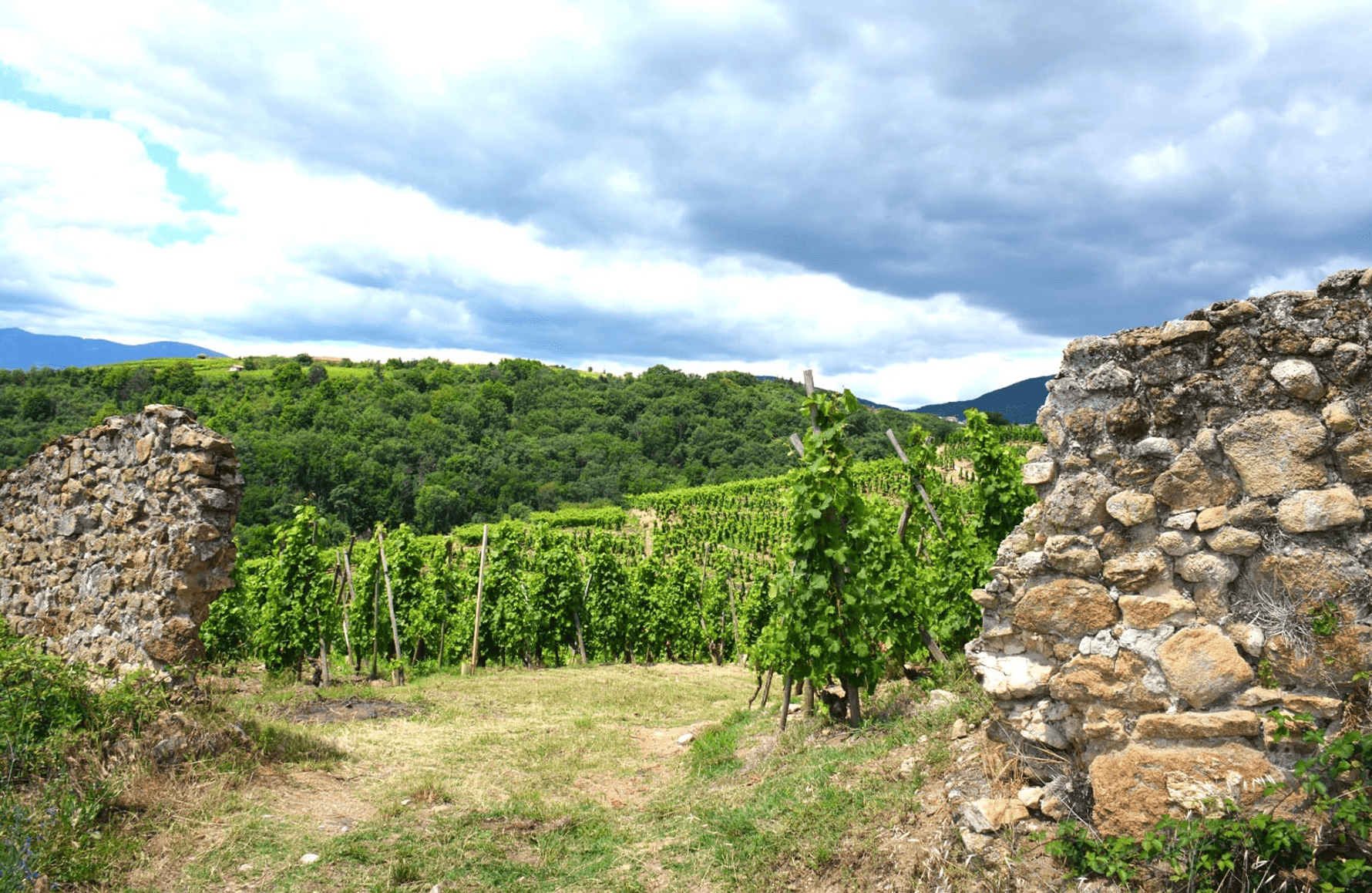 de geschiedenis van Domaine Niero