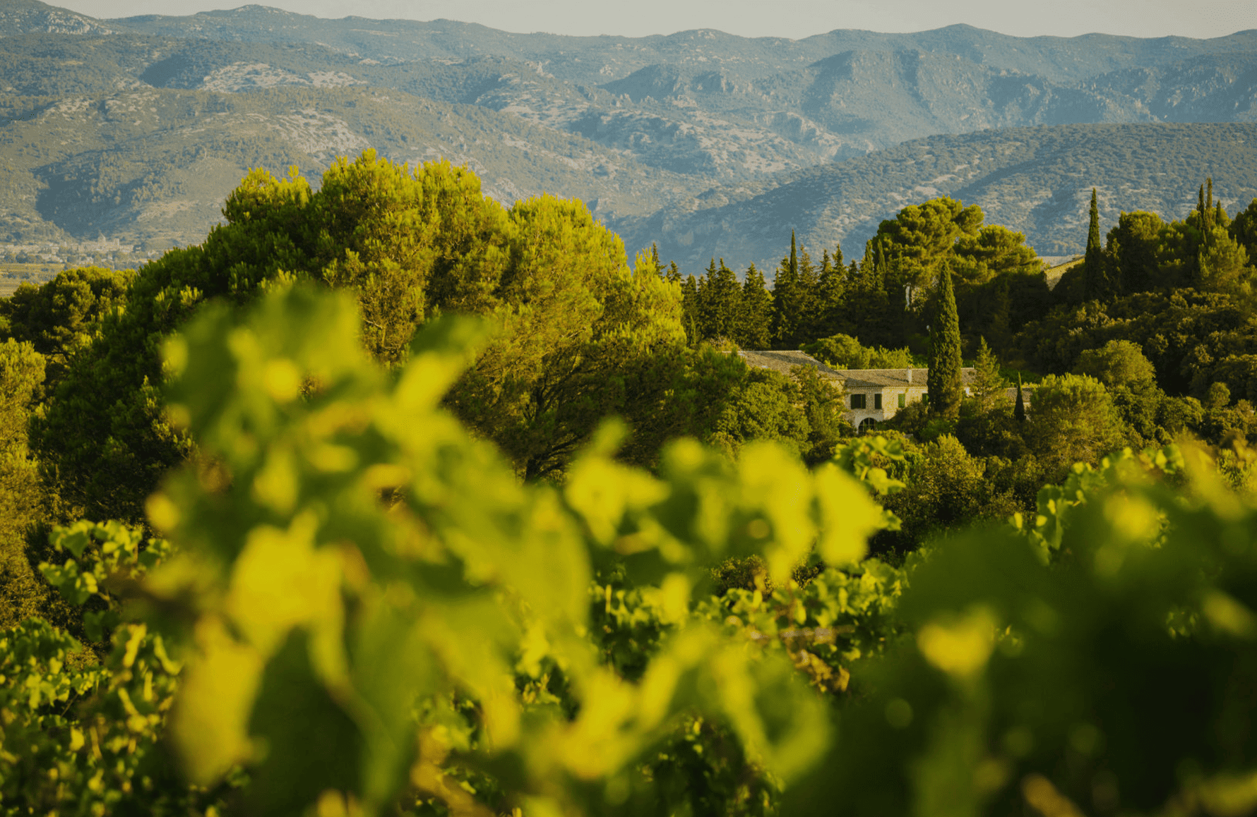 l’histoire du Mas de Daumas Gassac