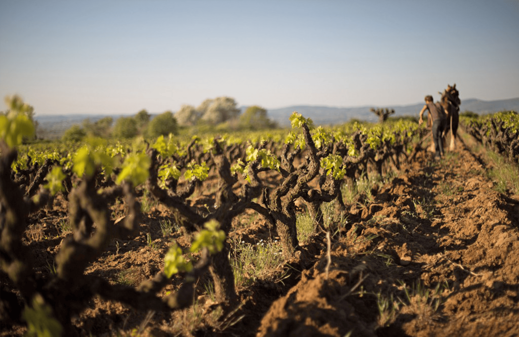 de geschiedenis van Mas de Libian