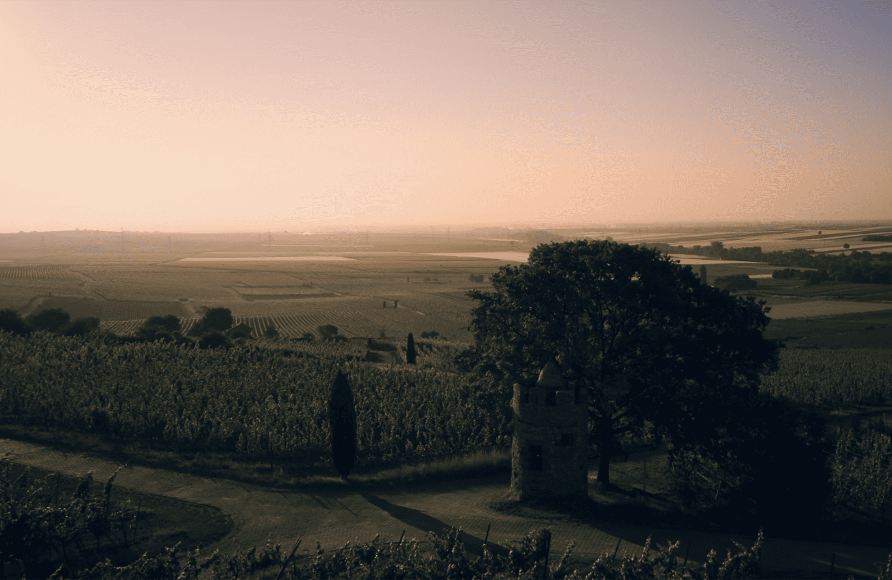 Wijnen Weingut Wittmann Duitsland